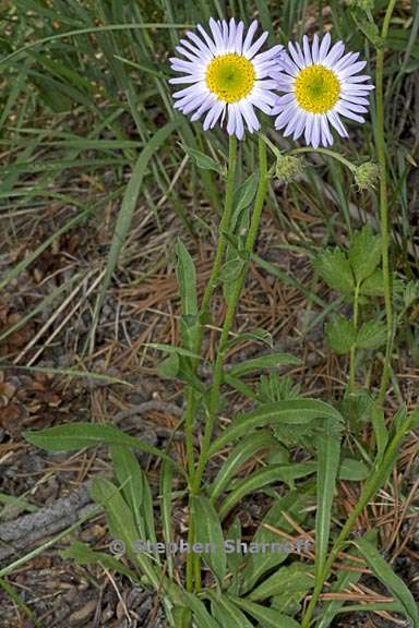 erigeron glacialis var glacialis 19 graphic